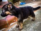 German Shepherd Puppy