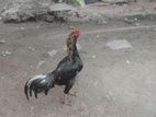 Rooster