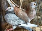 Pigeons