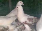 Pigeon