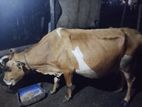 Farm Cow