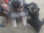 German Shepard Puppies