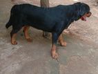 Rottweiler Dog