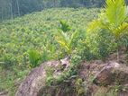 විකිණීමට කුරුඳු වගා ඉඩම ඇහැළියගොඩ