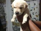 Pure Labrador Retriever බලු පැටවුන්