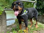 Rottweiler Dog