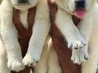 Labrador Puppies