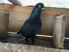 Pigeon