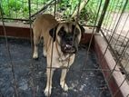 Bullmastiff Dog