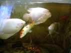 Aquarium Fishes