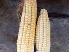 Corns