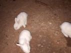 Rabbits