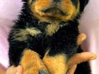 Rottweiler Puppies