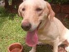 Labrador Dog