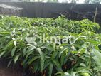 විලාඩ් අඹ පැල | Vilad Mango Plants