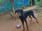 Doberman Dog
