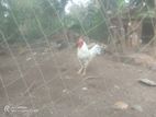 Village Rooster