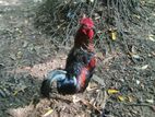 Rooster