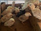 Farm Chicks