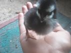 Village Chicks