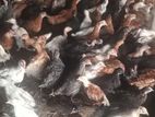 Village Chicks