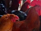 Village Hen