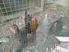 Village Hens