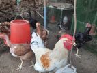 Village Hens