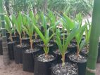 Village King Coconut Plant