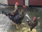 Village Roosters