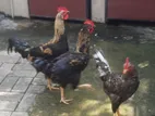 Village Roosters