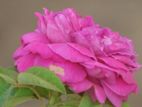 Rose Plant