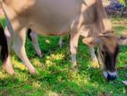 Jersey Cow