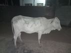 Male Cow