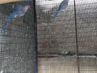 Blue Ringneck Parrots