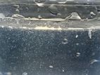 Vinegar Eel Culture
