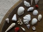 Vintage Ocean Treasures