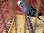 Violet Love Bird