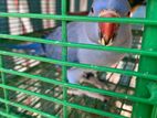 Violet Opaline Ringneck