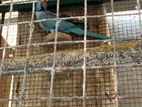 Violet Ringneck Birds