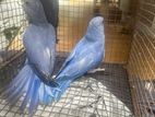 Violet Ringneck