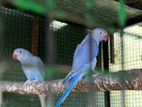 Violet Ringneck Parrots