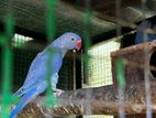 Violet Ringneck