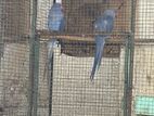 Violet Ringneck Parrot