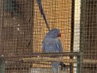 Violet Ring Neck Breeding Fair with Chicks