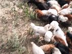 விறாது கோழி குஞ்சு