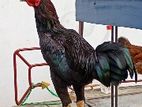Aseel Rooster