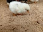 Farm Chicks