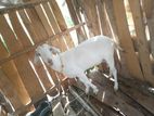 Farm Goat