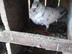 Pigeons